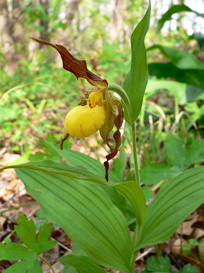 {Cypripedium parviflorum}